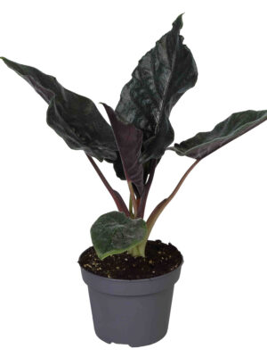 Alocasia 'Antoro Velvet'