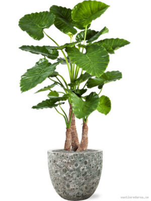 Alocasia calidora in Baq Lava