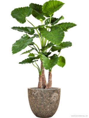 Alocasia calidora in Baq Lava