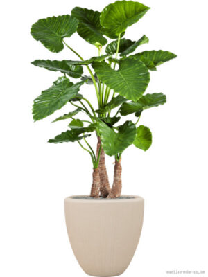 Alocasia calidora in Baq Polystone Plain