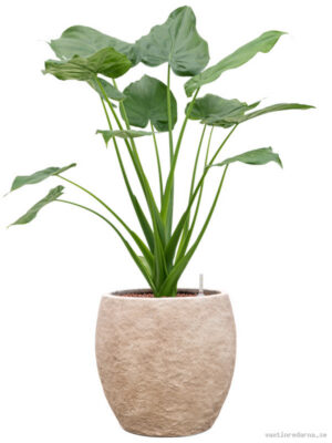 Alocasia cucullata in Coast Mountains