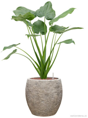 Alocasia cucullata in Coast Mountains