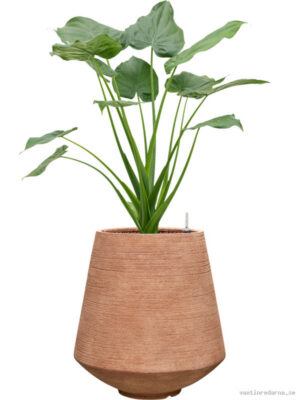 Alocasia cucullata in Colorado