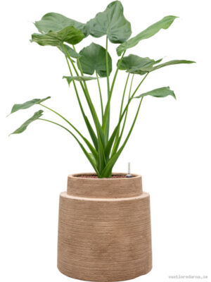Alocasia cucullata in Colorado