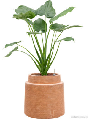 Alocasia cucullata in Colorado