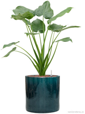 Alocasia cucullata in Cylinder