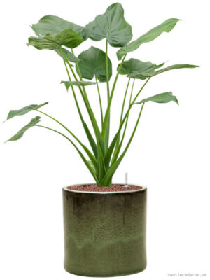 Alocasia cucullata in Cylinder