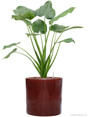 Alocasia cucullata in Cylinder