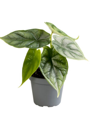 Alocasia 'Dragon Scale' - Vaxtinredarna.se