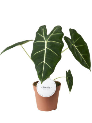 Alocasia Frydek