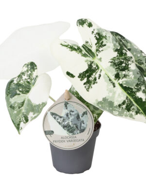 Alocasia Frydek Variegata - Vaxtinredarna.se