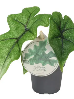 Alocasia Jacklyn