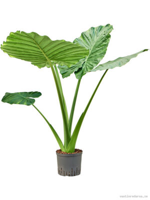Alocasia macrorrhizos