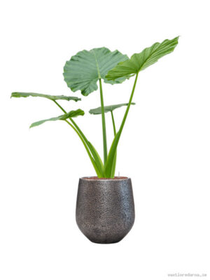 Alocasia macrorrhizos in Baq Opus Hit