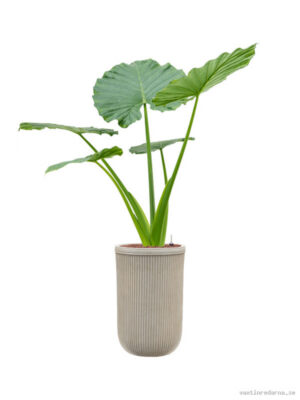 Alocasia macrorrhizos in Baq Vertical Rib - Vaxtinredarna.se