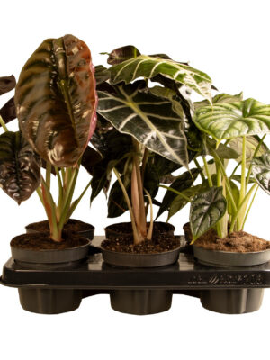Alocasia mix