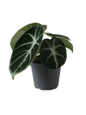 Alocasia Ninja
