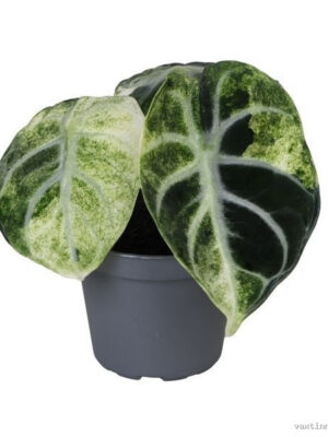 Alocasia Ninja Variegata