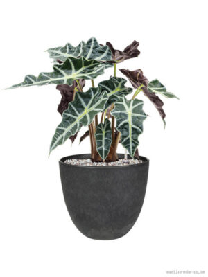 Alocasia 'Polly' in Artstone