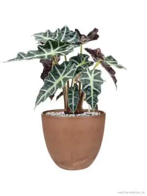 Alocasia 'Polly' in Artstone