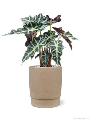Alocasia 'Polly' in Chao