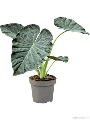 Alocasia 'Regal Shields' - Vaxtinredarna.se