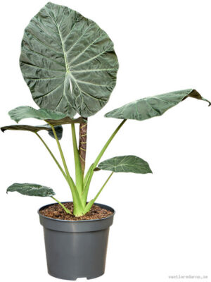 Alocasia 'Regal Shields'
