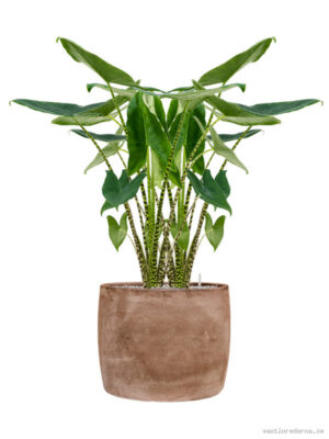 Alocasia zebrina in Baq Algar - Vaxtinredarna.se
