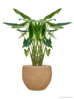 Alocasia zebrina in Baq Dune - Vaxtinredarna.se