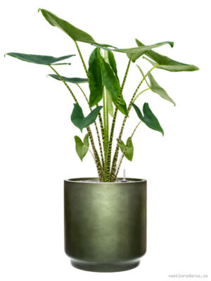 Alocasia zebrina in Baq Gradient