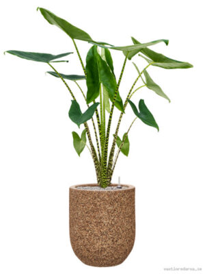Alocasia zebrina in Baq Naturescast