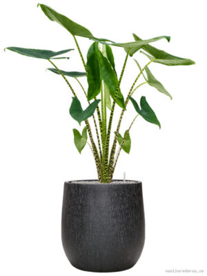 Alocasia zebrina in Baq Raindrop - Vaxtinredarna.se