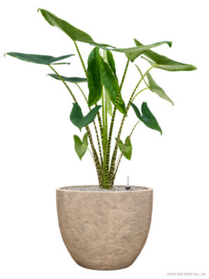 Alocasia zebrina in Coast Mountains