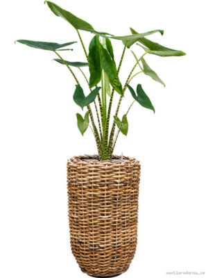 Alocasia zebrina in Drypot Abaca