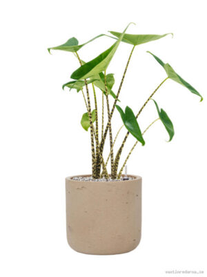 Alocasia zebrina in Rough