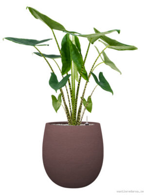 Alocasia zebrina in Terreno