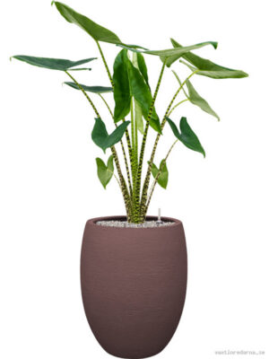 Alocasia zebrina in Terreno