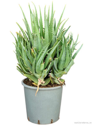 Aloe arborescens