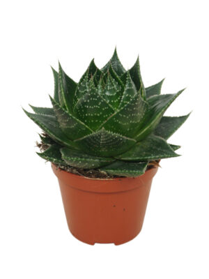 Aloe aristata 'Cosmo' - Vaxtinredarna.se
