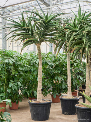 Aloe bainesii (barberae)