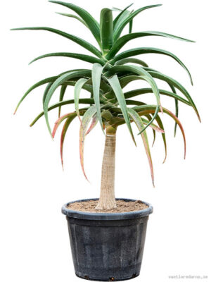 Aloe bainesii (barberae)