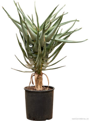 Aloe dichotoma (100-120)
