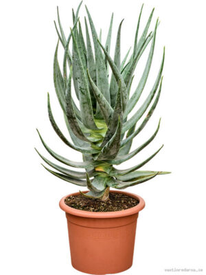 Aloe dichotoma
