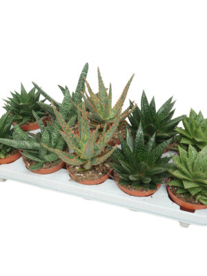 Aloë/Haworthia mix