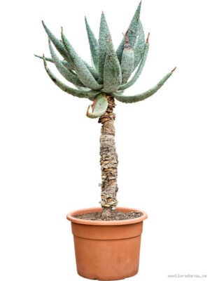 Aloe marlothii (180-200)