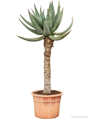 Aloe marlothii