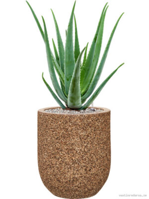 Aloe vera barbadensis in Baq Naturescast