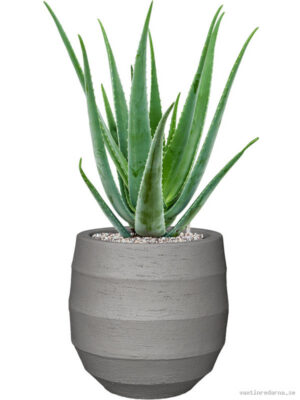 Aloe vera barbadensis in Bordo