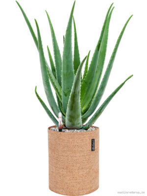 Aloe vera barbadensis in Lechuza Trendcover 23 Cork