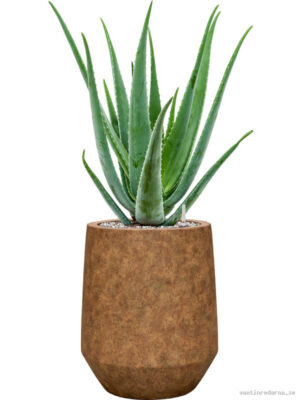 Aloe vera barbadensis in Mineral